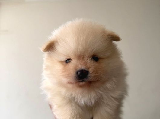 Muhteşem Anatomi Ayı Surat Pomeranian Yavrular görsel