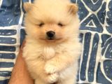 Muhteşem Anatomi Ayı Surat Pomeranian Yavrular