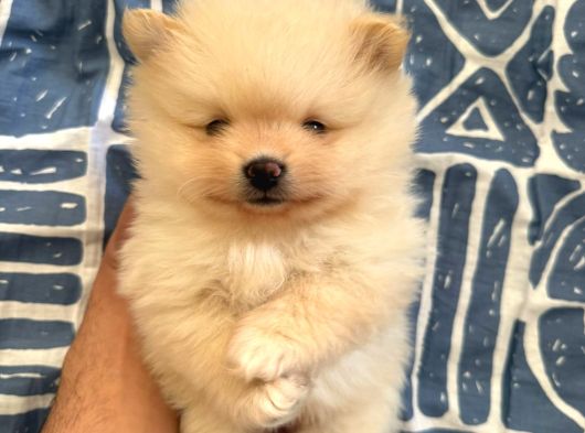 Muhteşem Anatomi Ayı Surat Pomeranian Yavrular görsel