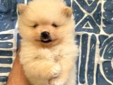 Muhteşem anatomi ayı surat pomeranian yavrular