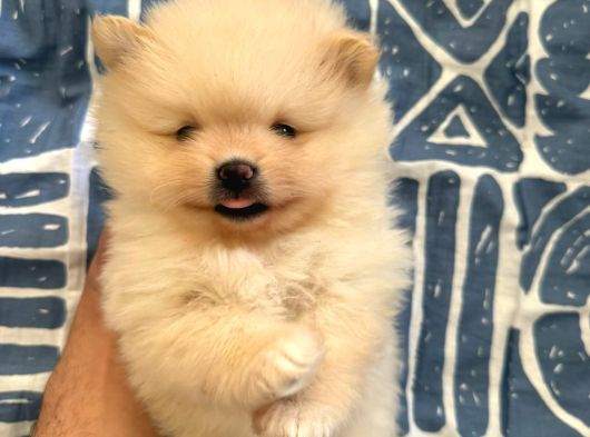 Muhteşem Anatomi Ayı Surat Pomeranian Yavrular