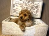 A kalite maltipoo yavrularımız teslime hazır