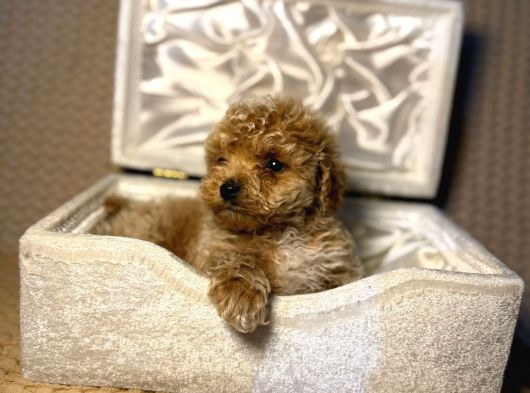 A kalite maltipoo yavrularımız teslime hazır
