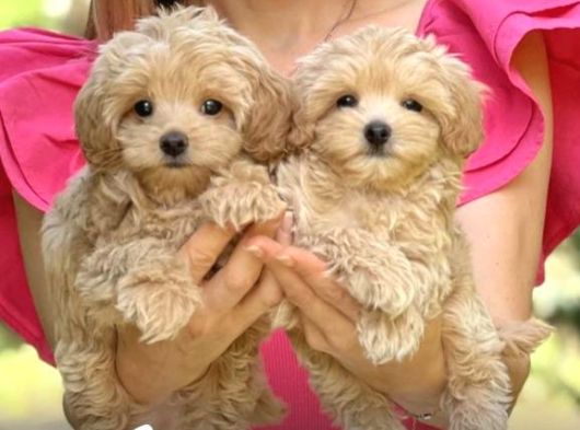MALTİPOO CİNSİ YAVRULAR EV ÜRETİMİ