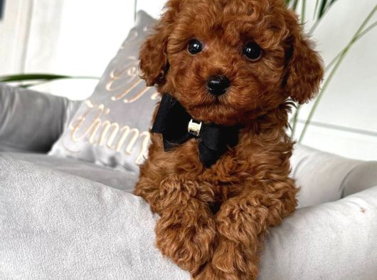 Toy Poodle Sevi̇mli̇ Yavrular Ev Üreti̇mi̇