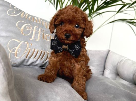TOY POODLE SEVİMLİ YAVRULAR EV ÜRETİMİ
