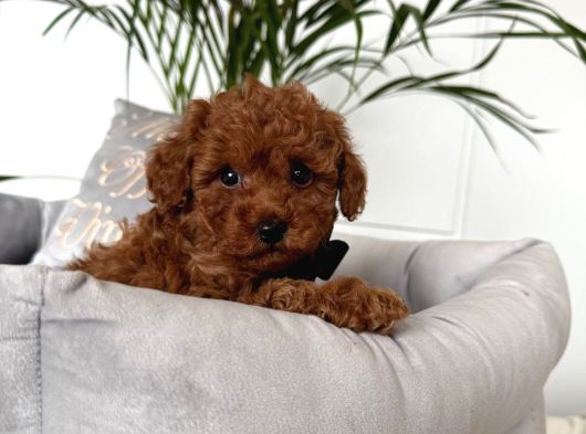 Toy Poodle Sevi̇mli̇ Yavrular Ev Üreti̇mi̇ görsel