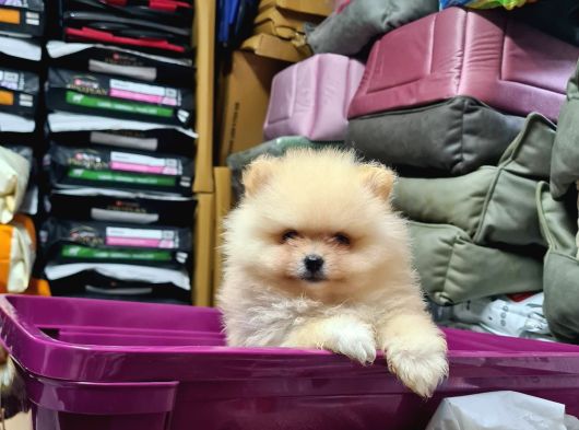 Üst Düzey Pomernian Boo Sıfır Burun görsel