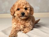 MALTİPOO CİNSİ YAVRULAR EV ÜRETİMİ