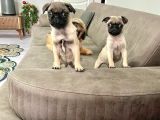 Mini boy pug yavrular