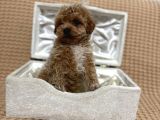 A Kalite Maltipoo Yavrularımız Teslime Hazır