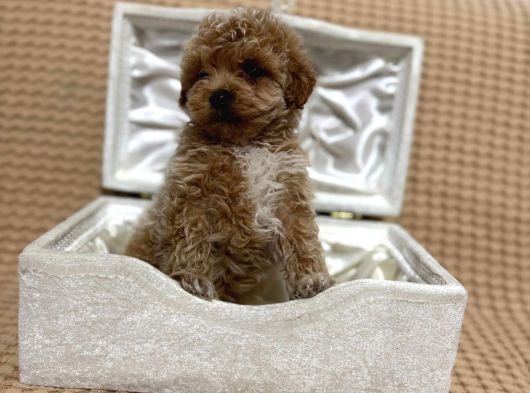 A Kalite Maltipoo Yavrularımız Teslime Hazır görsel