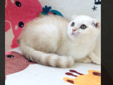 Scottish Fold Krem Gold Oğlum