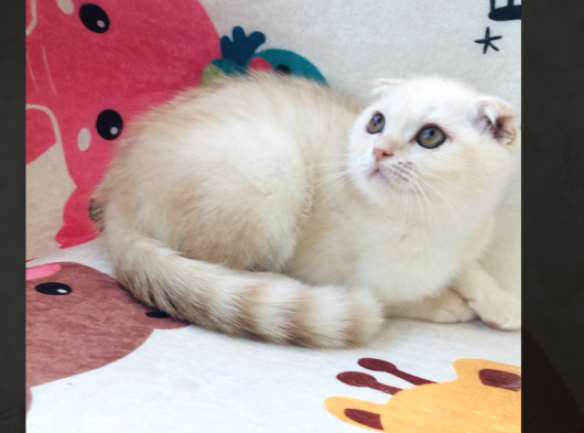 Scottish Fold Krem Gold Oğlum görsel