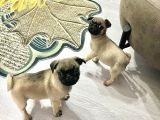 Mini Boy Pug Yavrular