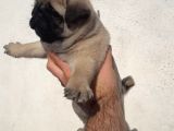 Mini Boy Pug Yavrular