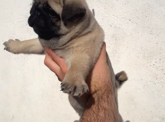 Mini Boy Pug Yavrular görsel