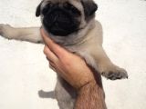 Mini Boy Pug Yavrular