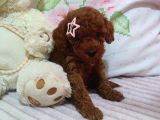 Kore Kan Red Brown Minikler