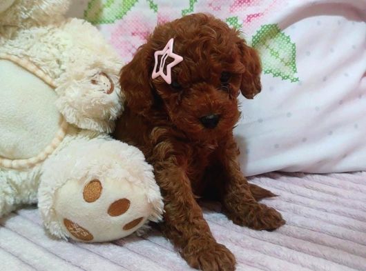 Kore Kan Red Brown Minikler