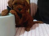 Kore Kan Red Brown Minikler