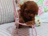 Kore Kan Red Brown Minikler