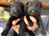 Solid Black Siyah Alman Çoban Yavruları