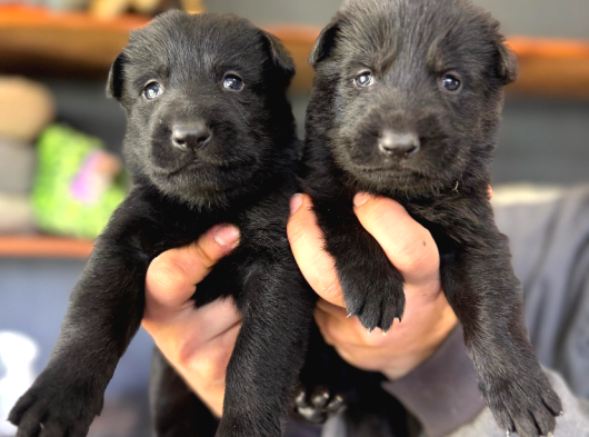 Solid Black Siyah Alman Çoban Yavruları görsel
