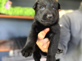 Solid Black Siyah Alman Çoban Yavruları