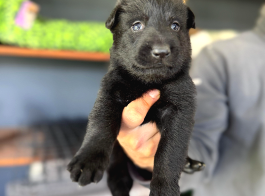 Solid Black Siyah Alman Çoban Yavruları görsel