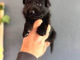 Solid Black Siyah Alman Çoban Yavruları