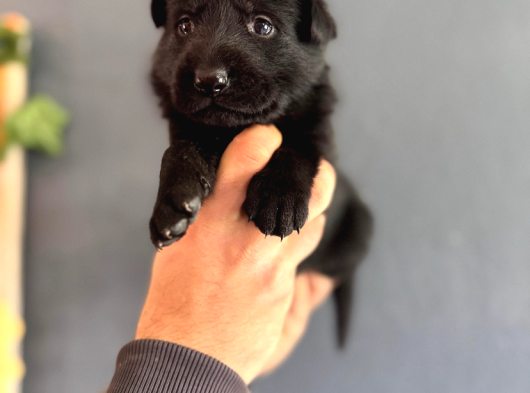 Solid Black Siyah Alman Çoban Yavruları görsel