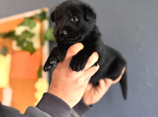 Solid Black Siyah Alman Çoban Yavruları
