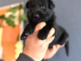 Solid Black Siyah Alman Çoban Yavruları