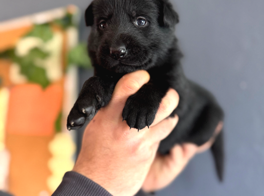 Solid Black Siyah Alman Çoban Yavruları görsel