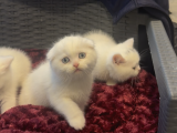 Mükemmel A Kalite British Shorthair Yavrularımız