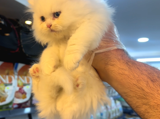 Mükemmel Güzellikte Beyaz Ayı Surat British Longhair görsel