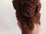 Red toy poodle Miniğim wc eğitimli safkan