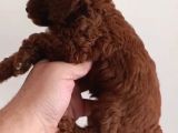 Red Toy Poodle Miniğim Wc Eğitimli Safkan