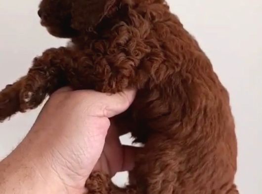 Red Toy Poodle Miniğim Wc Eğitimli Safkan görsel