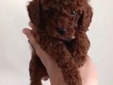 Red Toy Poodle Miniğim Wc Eğitimli Safkan
