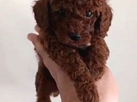 Red Toy Poodle Miniğim Wc Eğitimli Safkan görsel