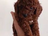 Red Toy Poodle Miniğim Wc Eğitimli Safkan