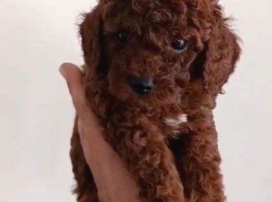 Red Toy Poodle Miniğim Wc Eğitimli Safkan görsel