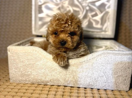 A Kalite Maltipoo Yavrularımız Teslime Hazır görsel