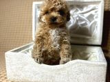 A Kalite Maltipoo Yavrularımız Teslime Hazır