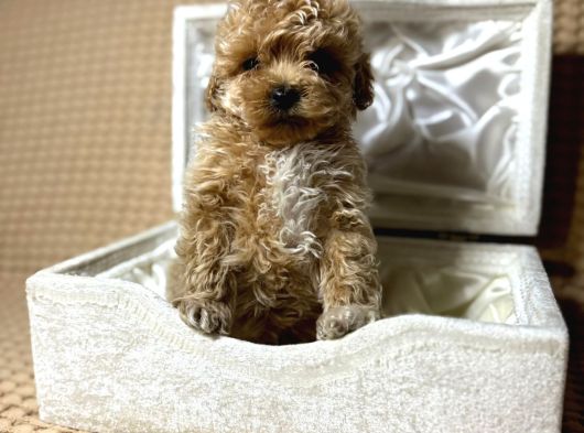 A Kalite Maltipoo Yavrularımız Teslime Hazır görsel