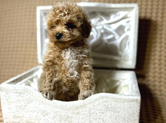 A Kalite Maltipoo Yavrularımız Teslime Hazır görsel