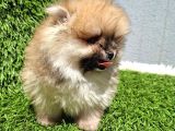 Pomeranian  Boo Yavrular Majyajsiz Fönsüz