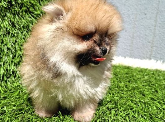 Pomeranian  Boo Yavrular Majyajsiz Fönsüz görsel
